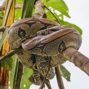 Boa constrictor: características, hábitat y curiosidades