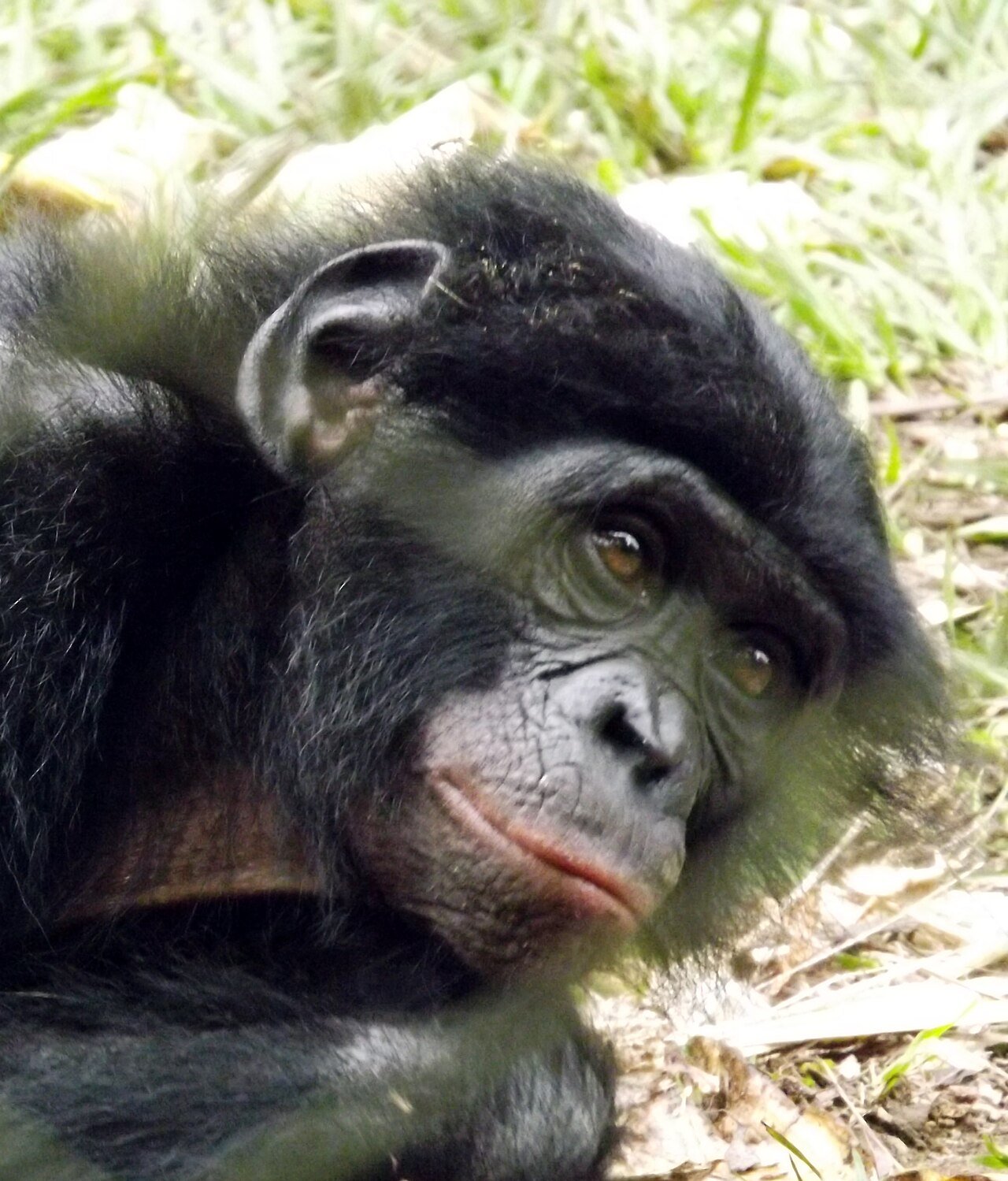 Bonobo (Pan paniscus)