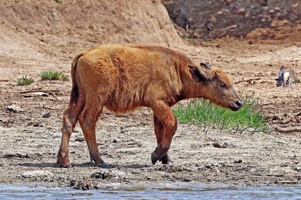 Búfalo africano (Syncerus caffer)