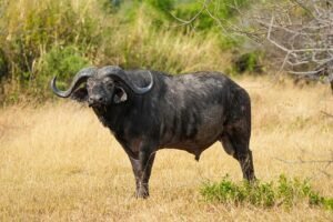 Búfalo africano: características, hábitat y curiosidades del animal más peligroso de África