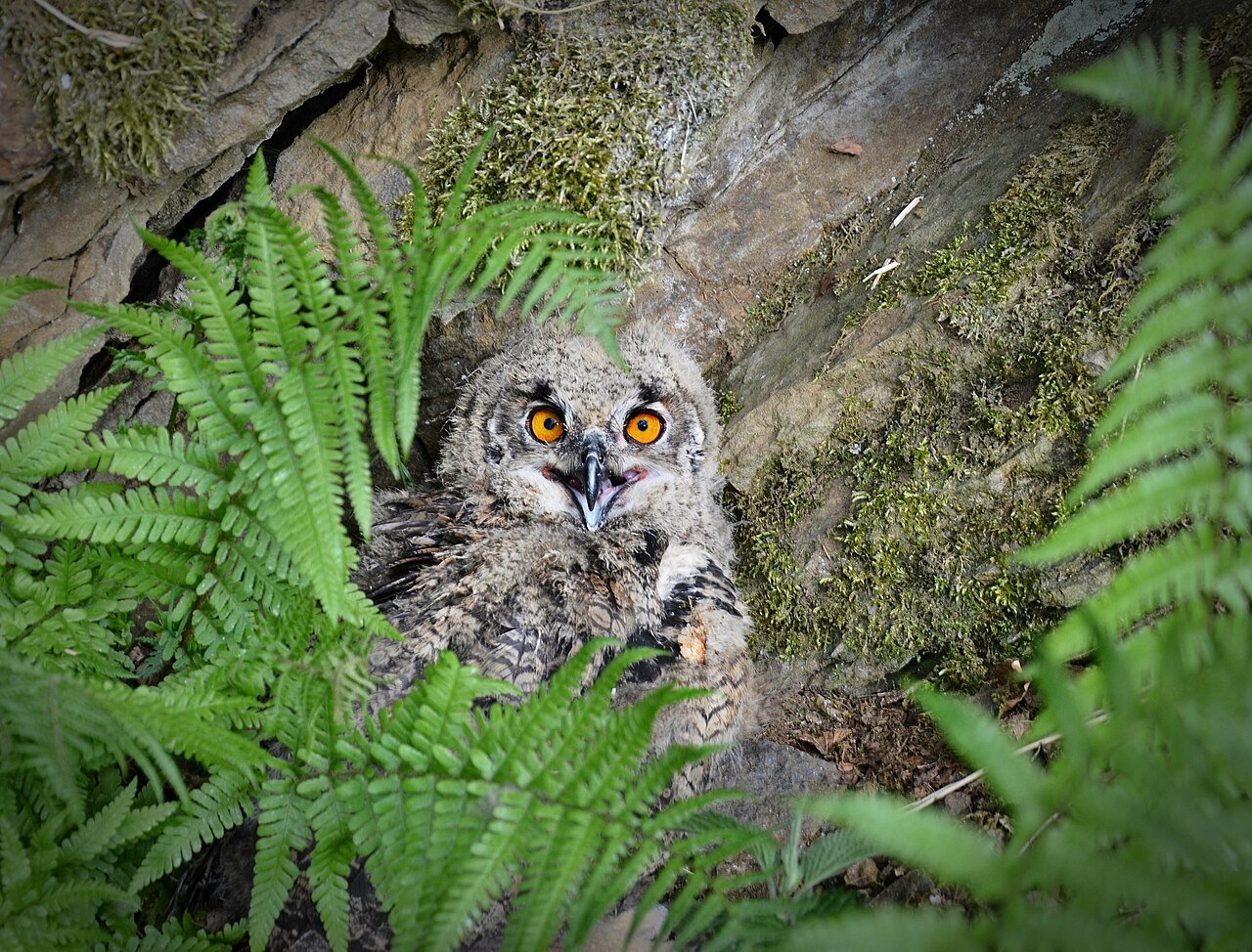 Búho (Bubo bubo)