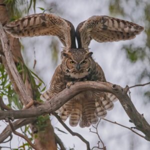 Búho: características, hábitat y curiosidades del cazador nocturno