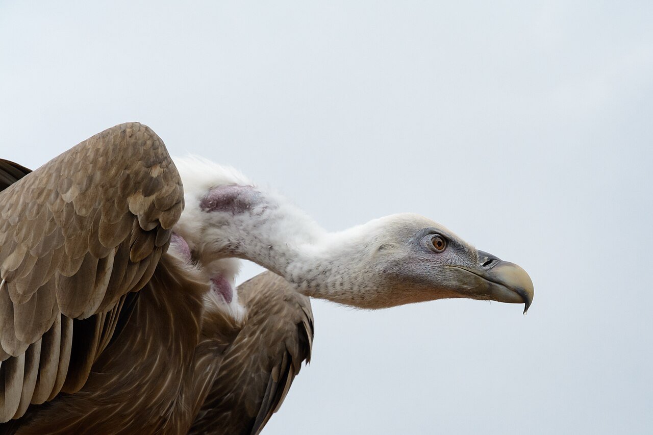 Buitre leonado (Gyps fulvus)