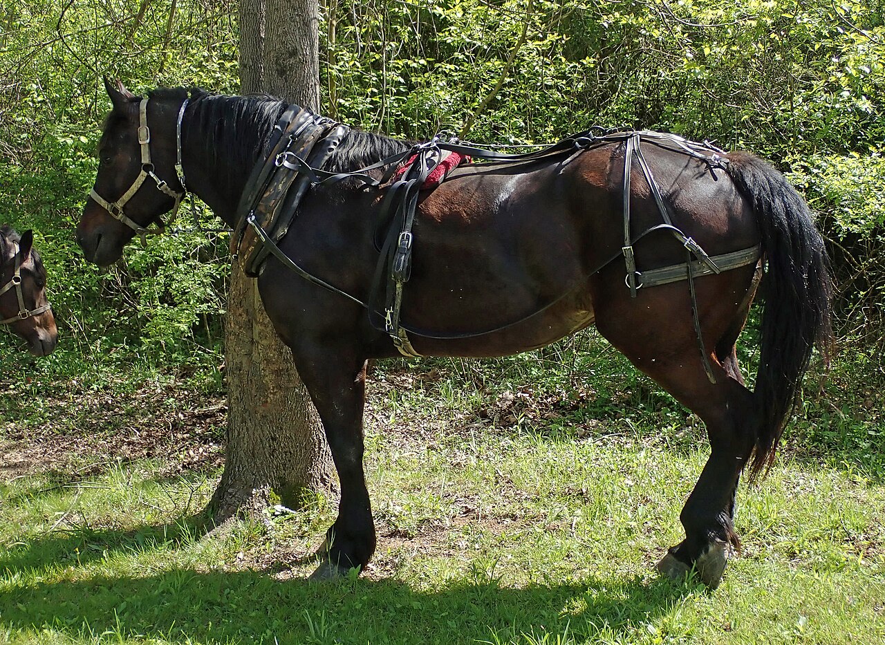 Caballo (Equus caballus)