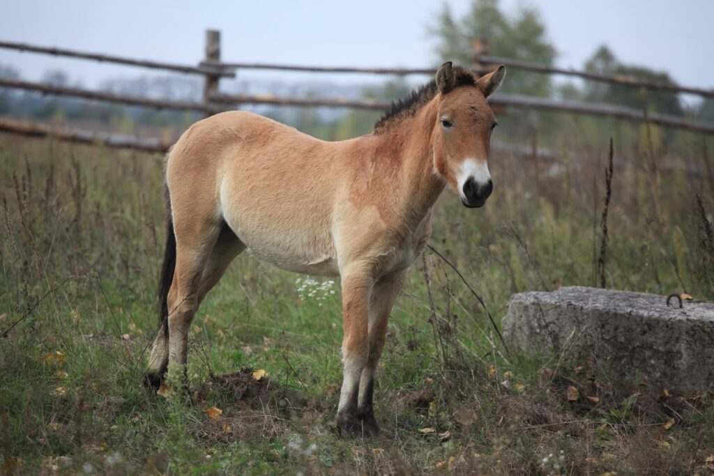 Caballo de Przewalski
