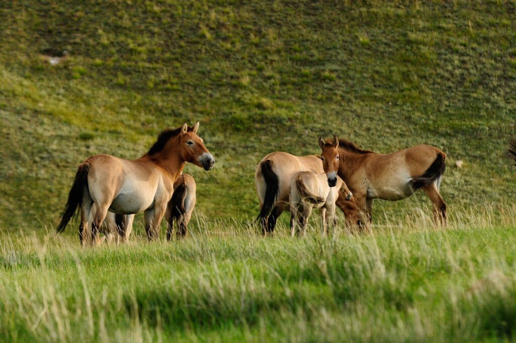 Caballo de Przewalski solitario en la estepa de Mongolia