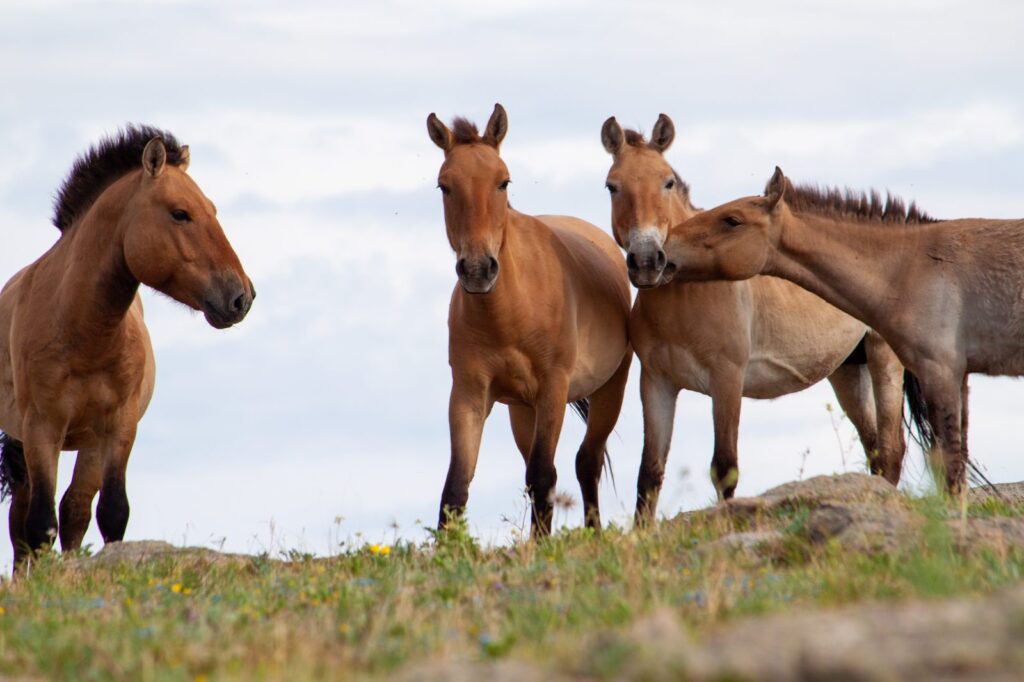 Manada de caballos de Przewalski pastando en la estepa del Parque Nacional Hustai Mongolia