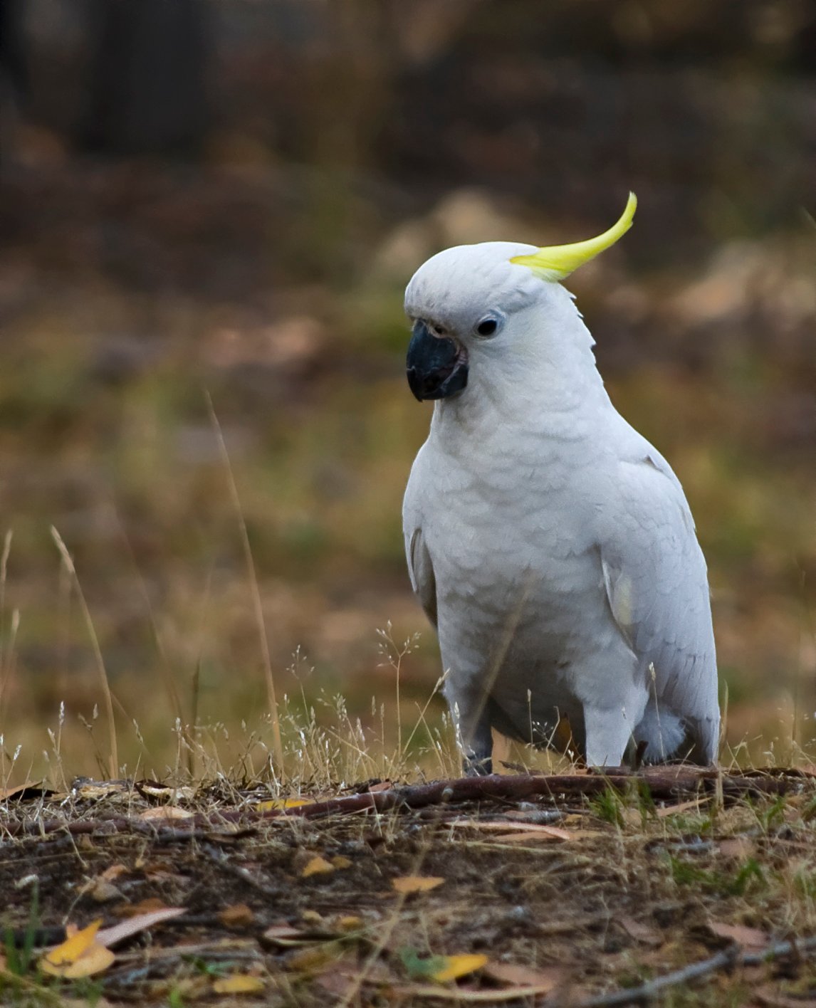 Cacatúa (Cacatua galerita)