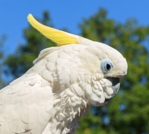 Cacatúa: características, hábitat y curiosidades del loro con cresta
