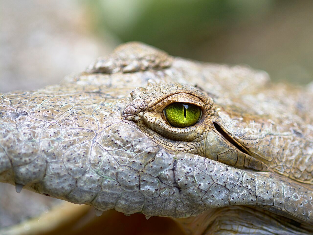 Caimán (Crocodylus intermedius)
