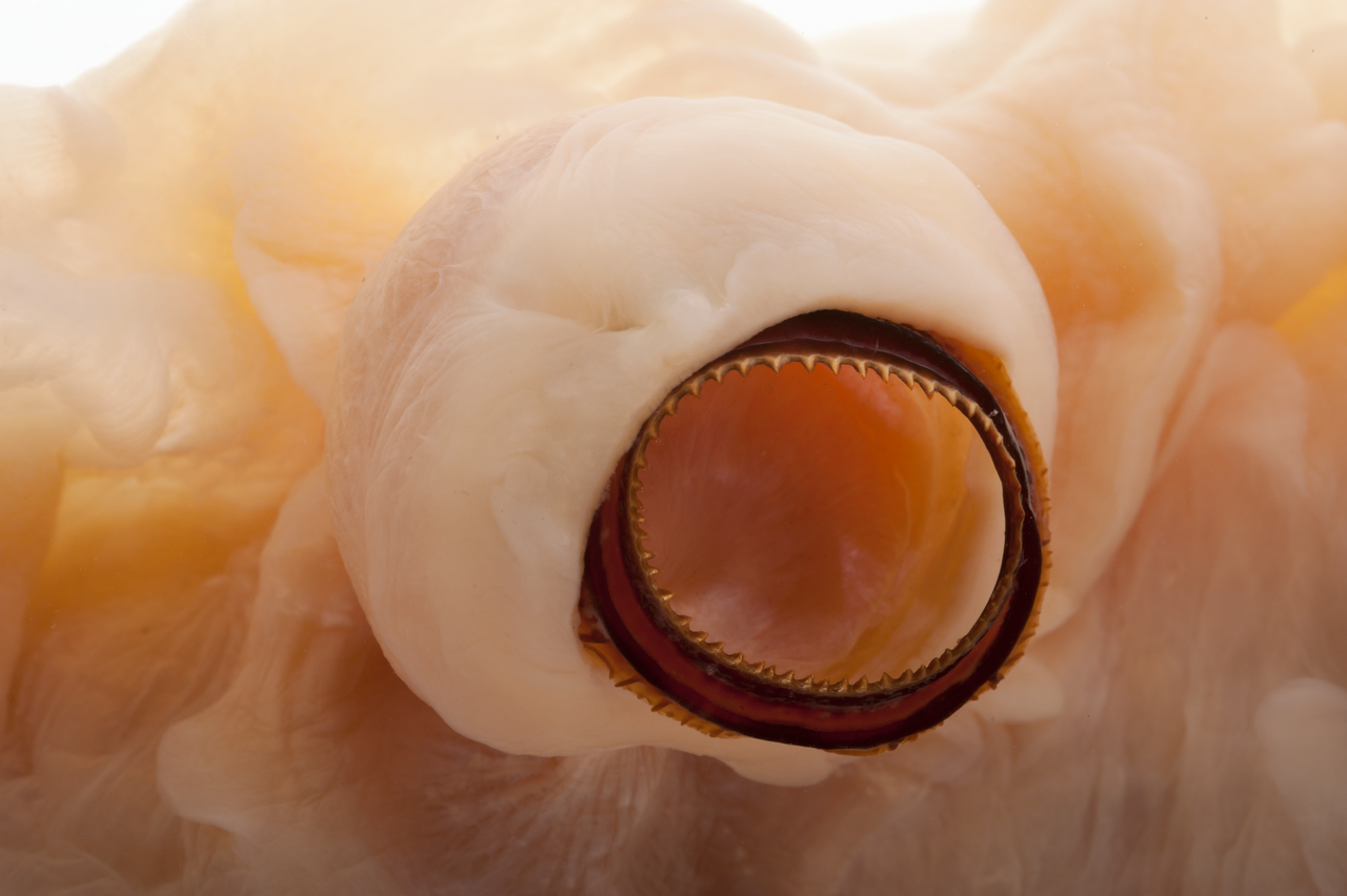 Calamar gigante (Architeuthis dux)