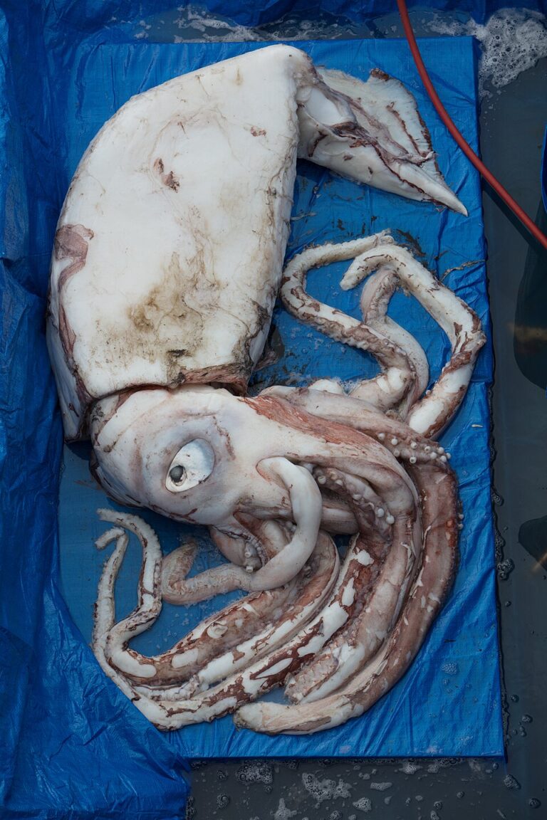 Calamar gigante