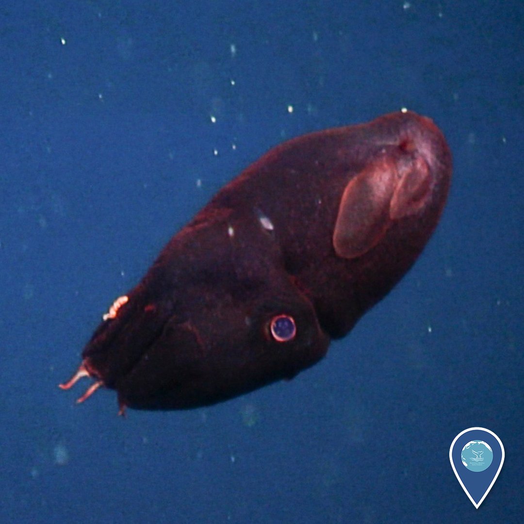 Calamar vampiro, uno de los cefalópodos más extraños del océano