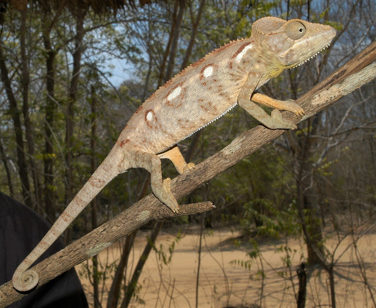 Camaleón (Furcifer oustaleti)