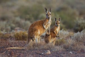 Canguro rojo: características, hábitat y curiosidades