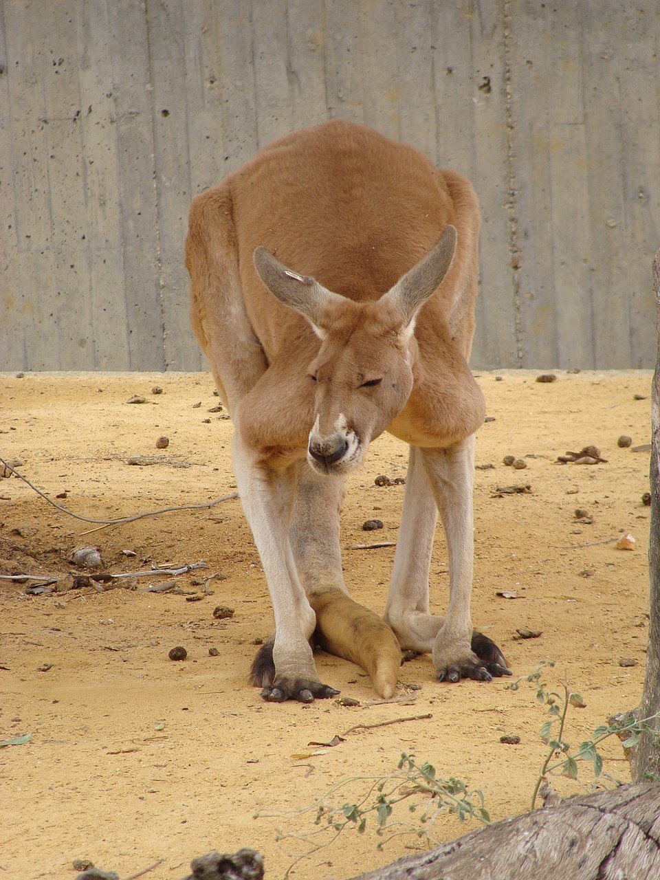 Canguro rojo (Osphranter rufus) en Australia