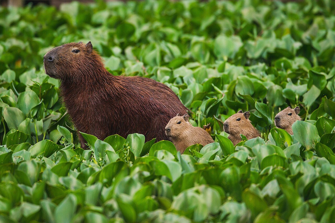 Capibara (Hydrochoerus hydrochaeris)