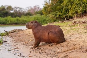 Capibara