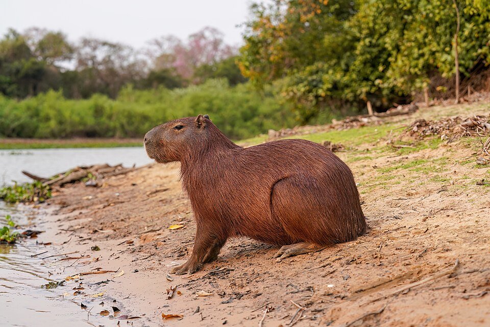 Capibara: el roedor más grande del mundo