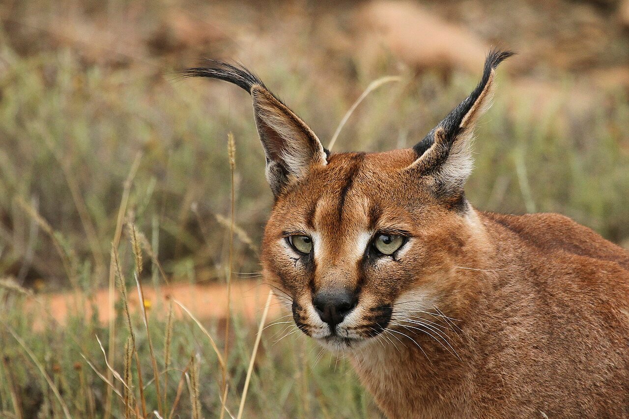 Caracal (Caracal caracal)