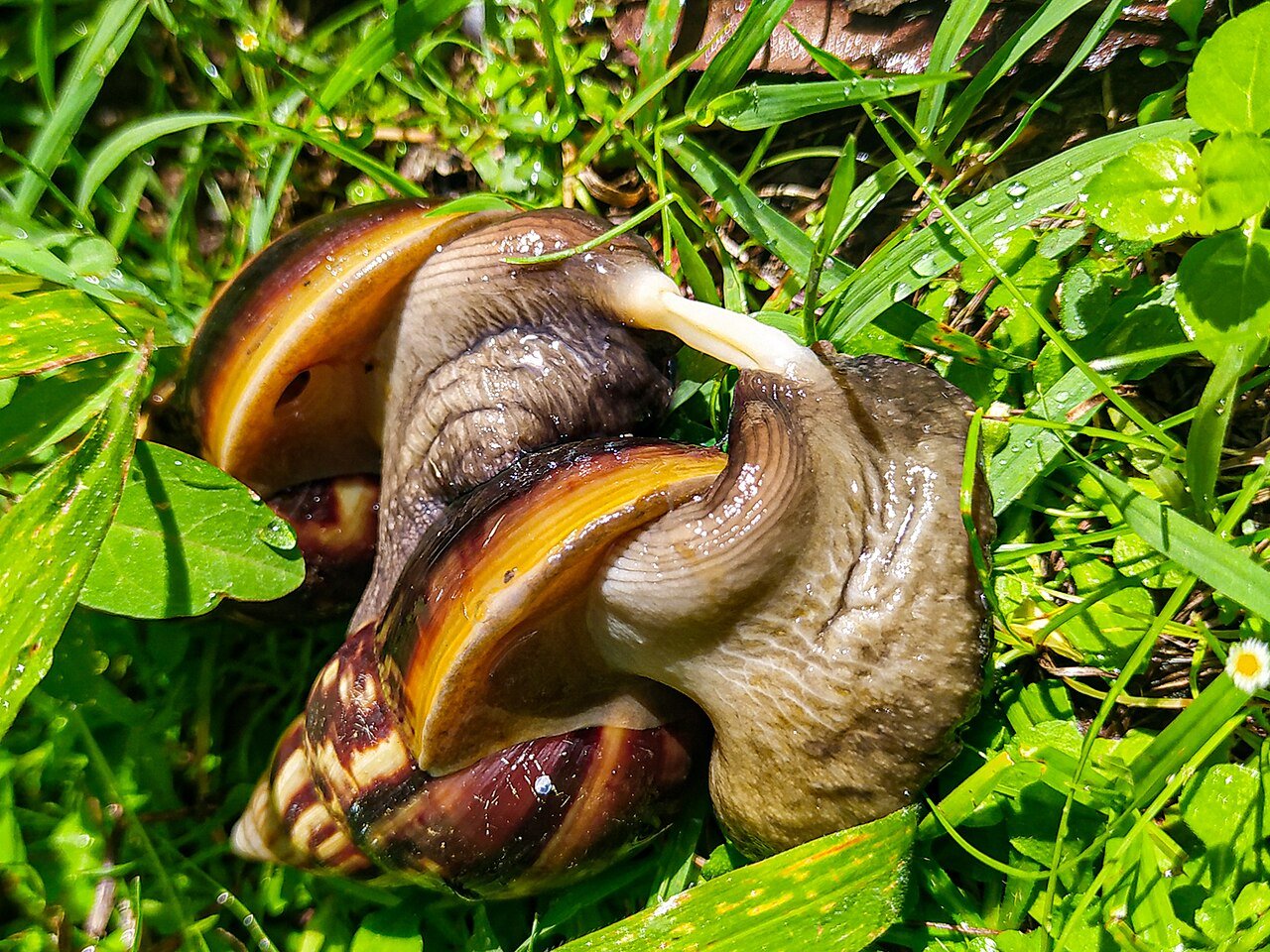 Caracol Africano Gigante (Achatina fulica)