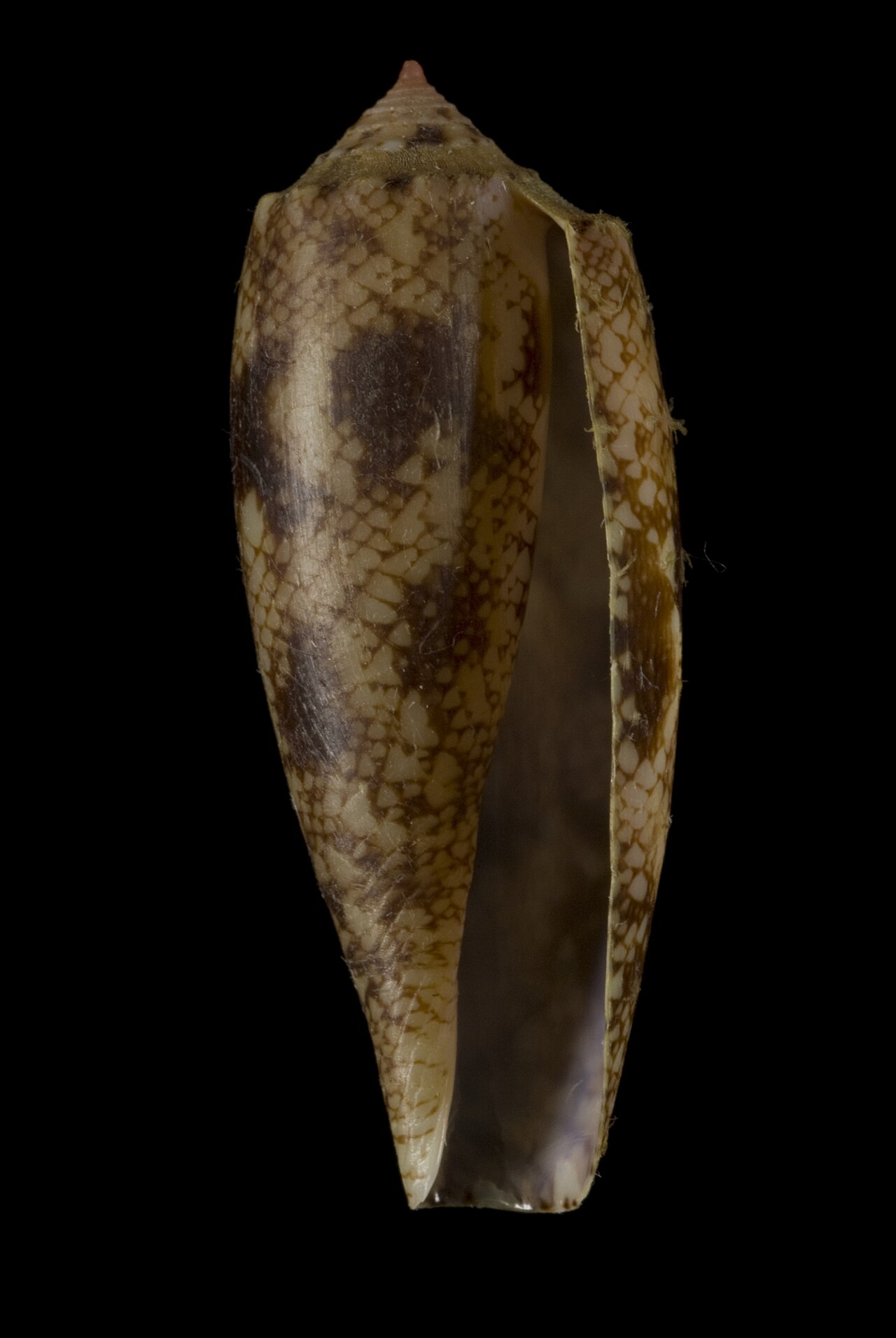 Caracol cono (Conus geographus)