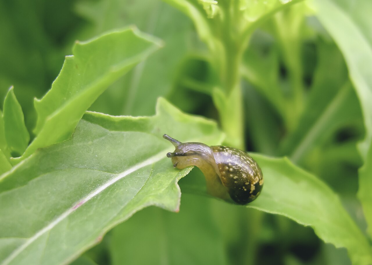 Caracol de jardín (Cornu aspersum)