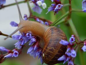 Caracol de jardín: características, hábitat y curiosidades del Helix aspersa