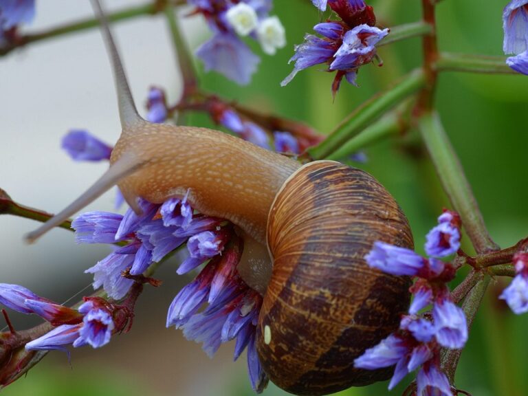 Caracol de jardín