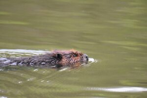 Castor: el ingeniero más hábil del reino animal