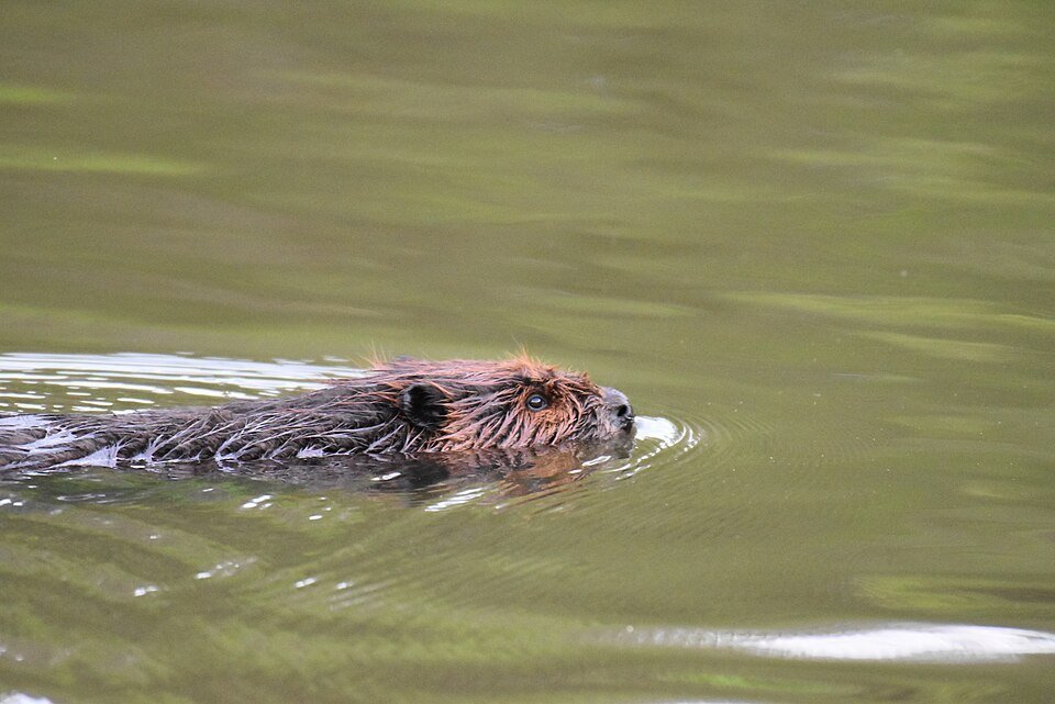 Castor: el ingeniero más hábil del reino animal