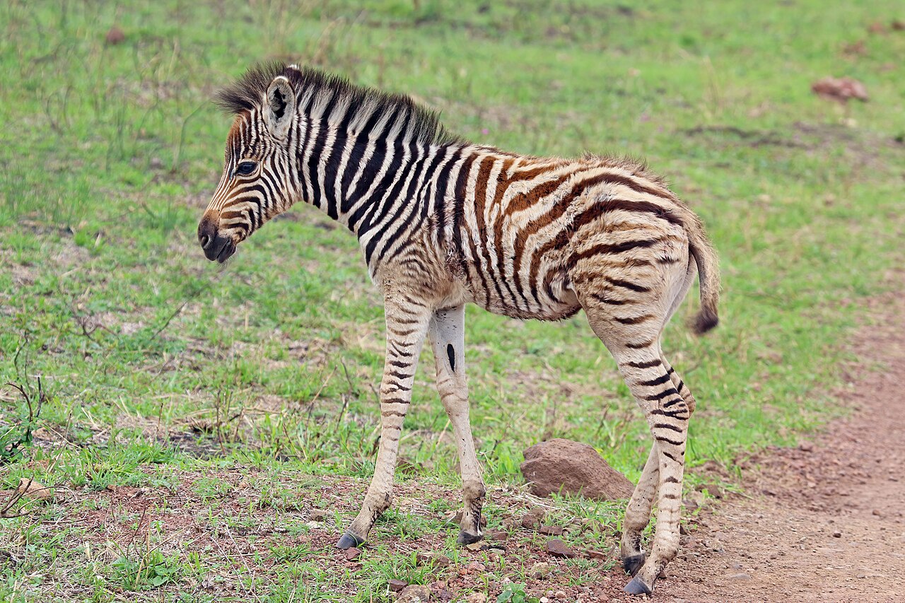 Cebra (Equus quagga)