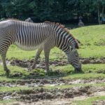 Cebra de Grevy