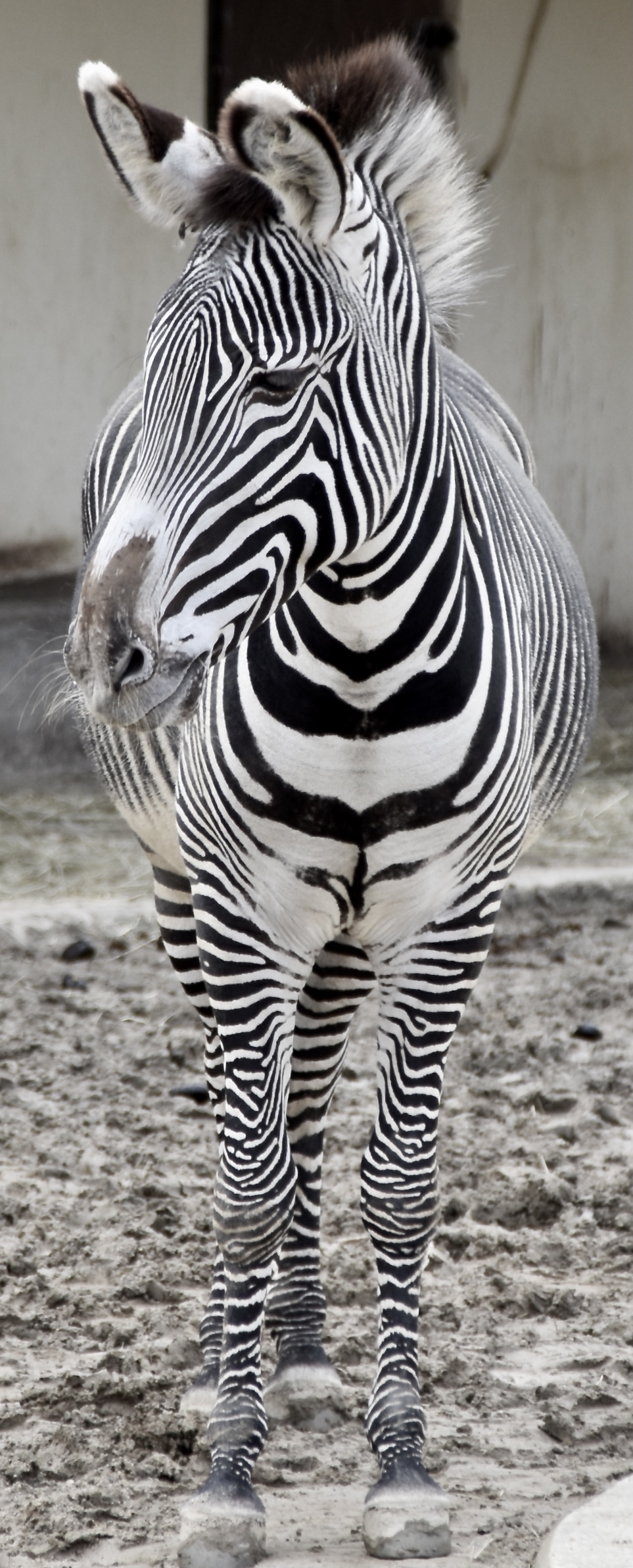 Cebra de Grevy (Equus grevyi)