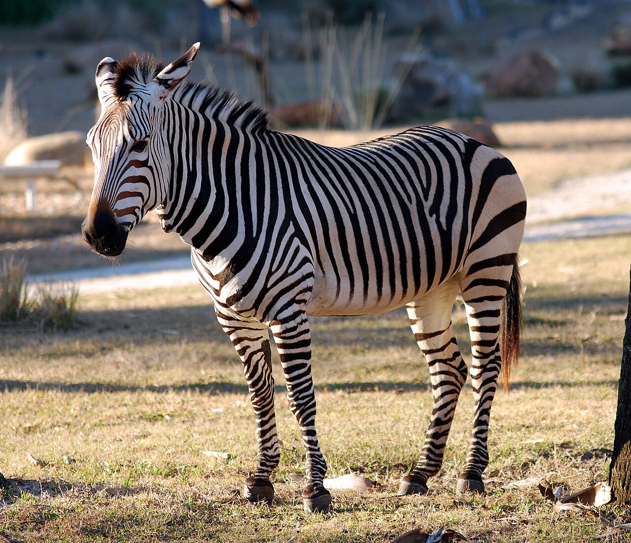 Cebra de montaña (Equus zebra)