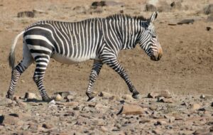 Cebra de montaña: la más amenazada de las cebras