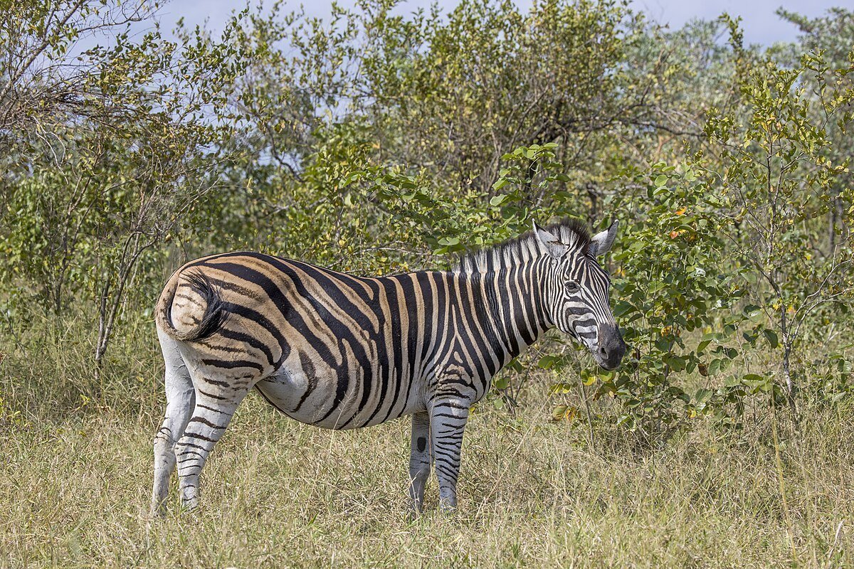Cebras (Equus quagga) en la sabana africana