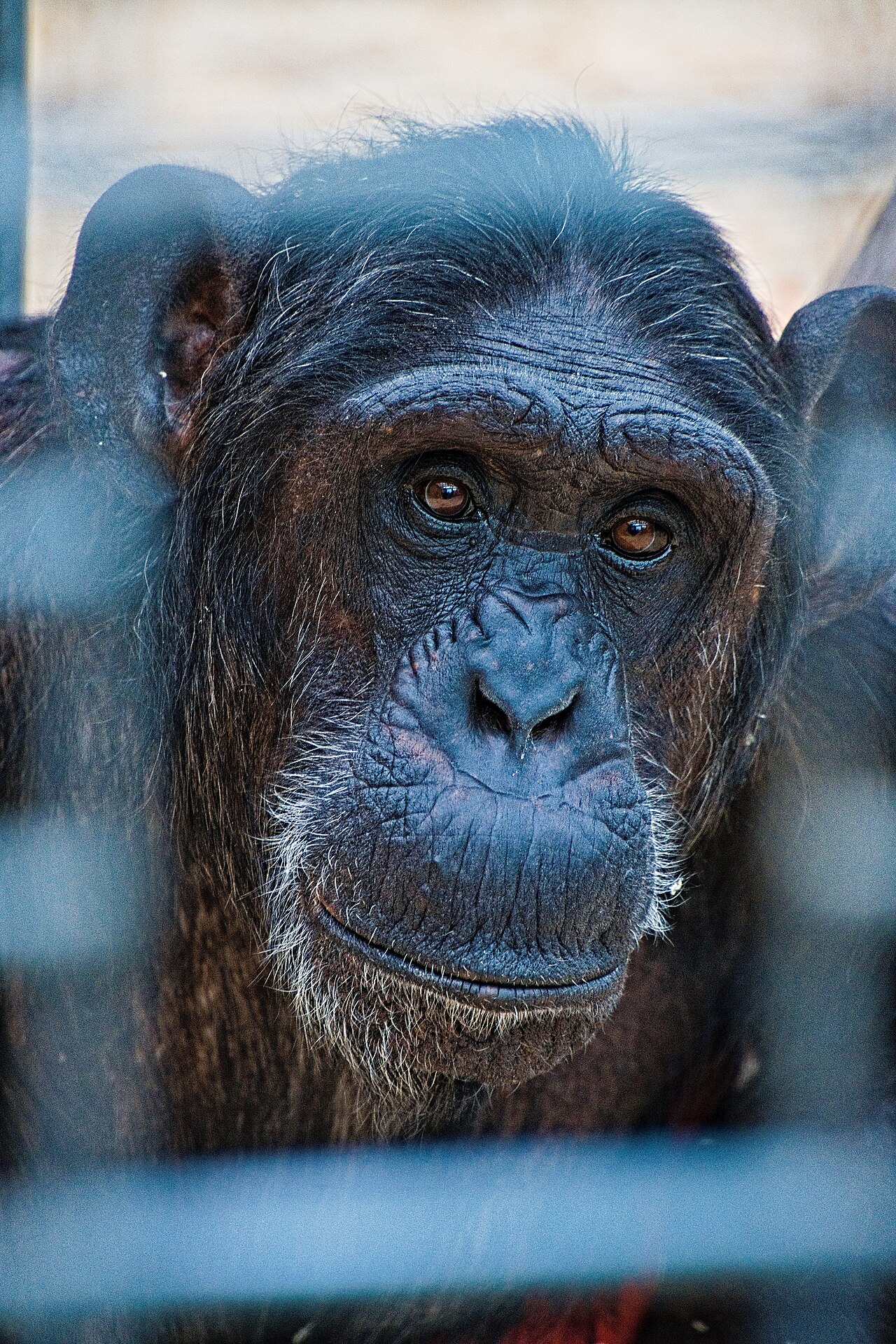 Chimpancé (Pan troglodytes)