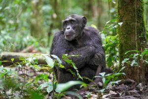 Chimpancé: el pariente más cercano del ser humano