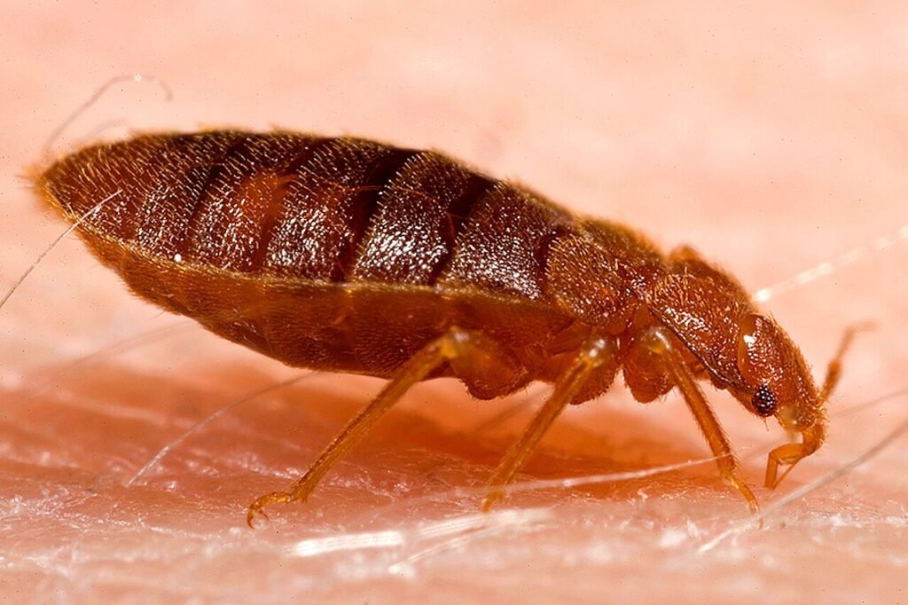 Chinche: cómo identificarla y por qué resiste a los insecticidas ...