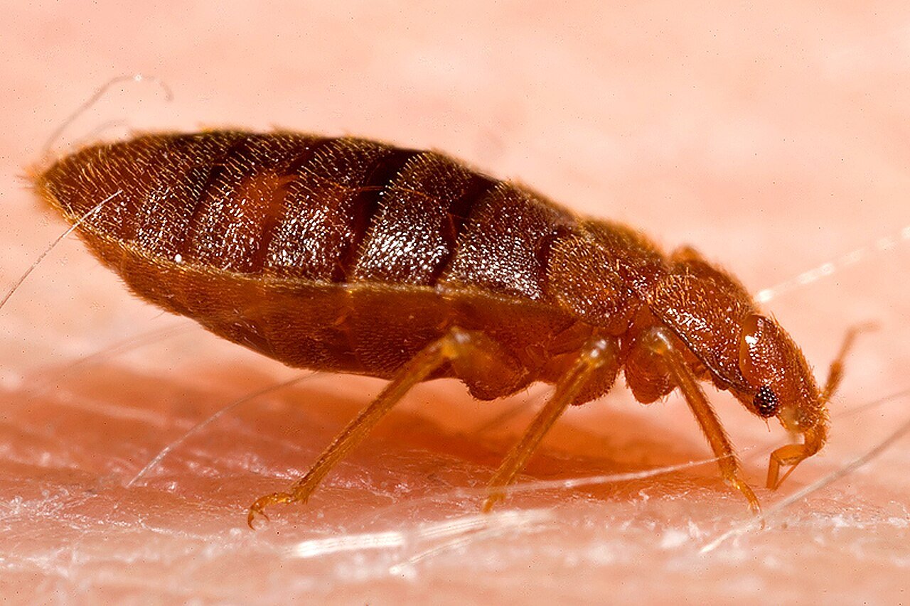 Chinche (Cimex lectularius)