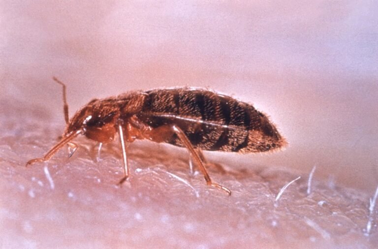 Chinche: cómo identificarla y por qué resiste a los insecticidas ...