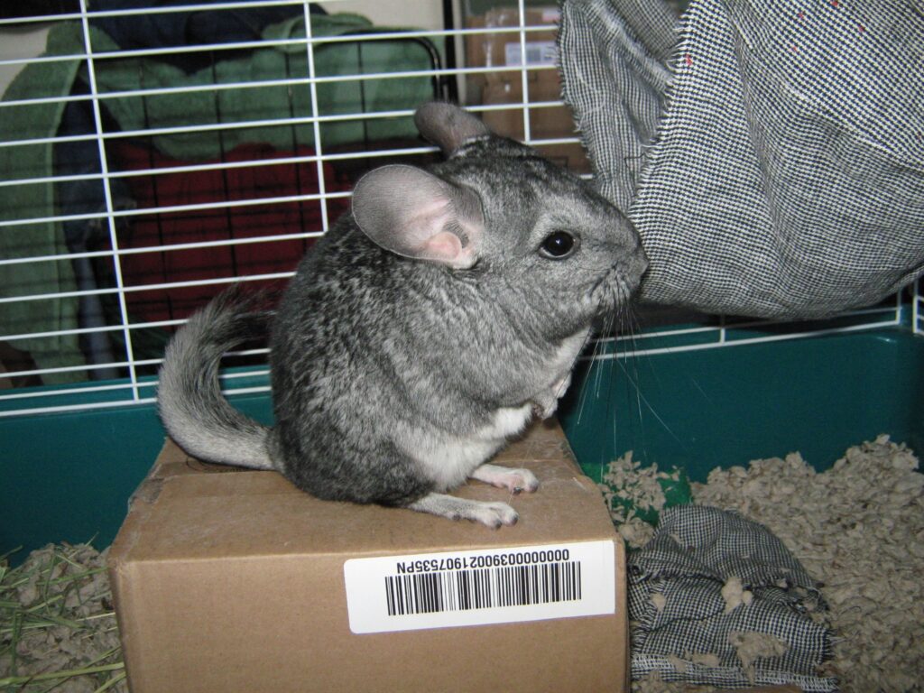 Chinchilla lanigera de cola larga piel suave
