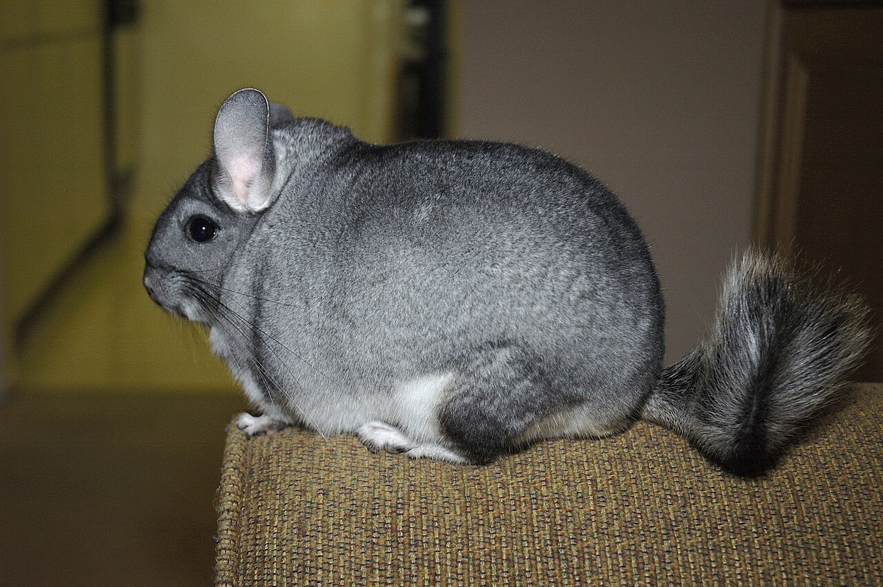 Chinchilla (Chinchilla lanigera)