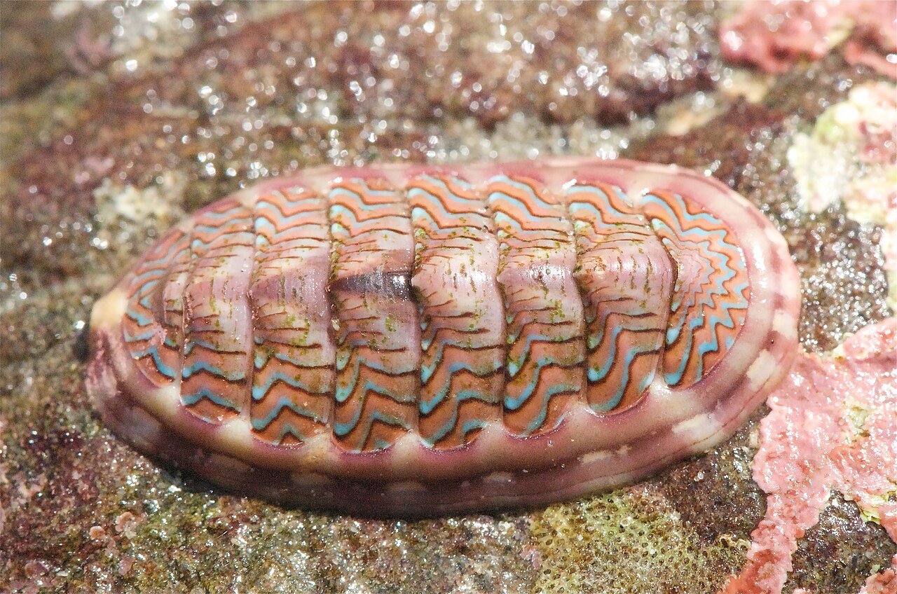 Chitón (Tonicella lineata)