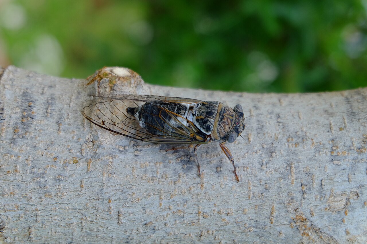 Cigarra (Lyristes plebejus)