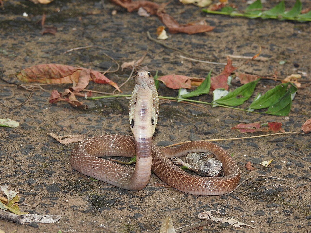 Cobra (Naja naja)