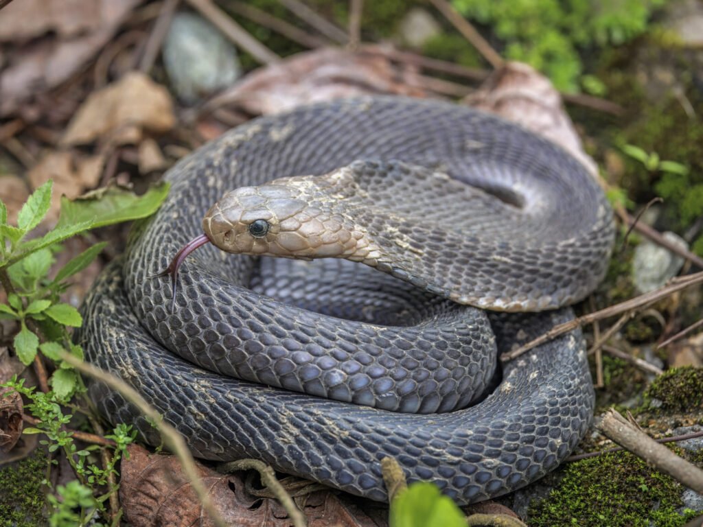 Cobra Real (Ophiophagus hannah)