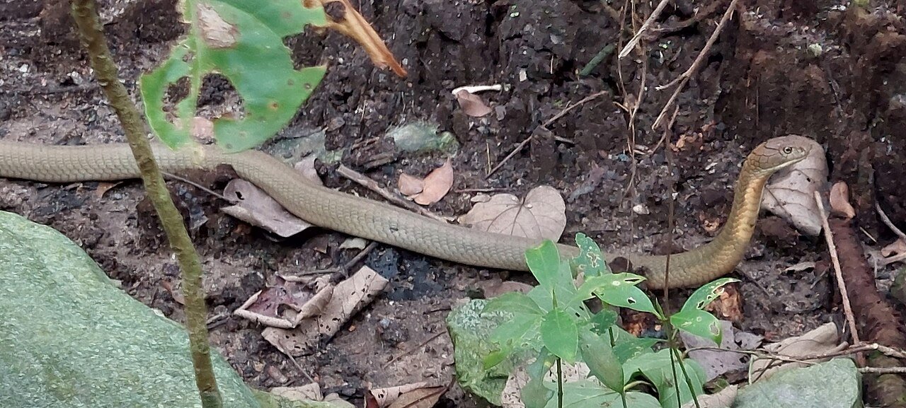 Cobra Real (Ophiophagus hannah)
