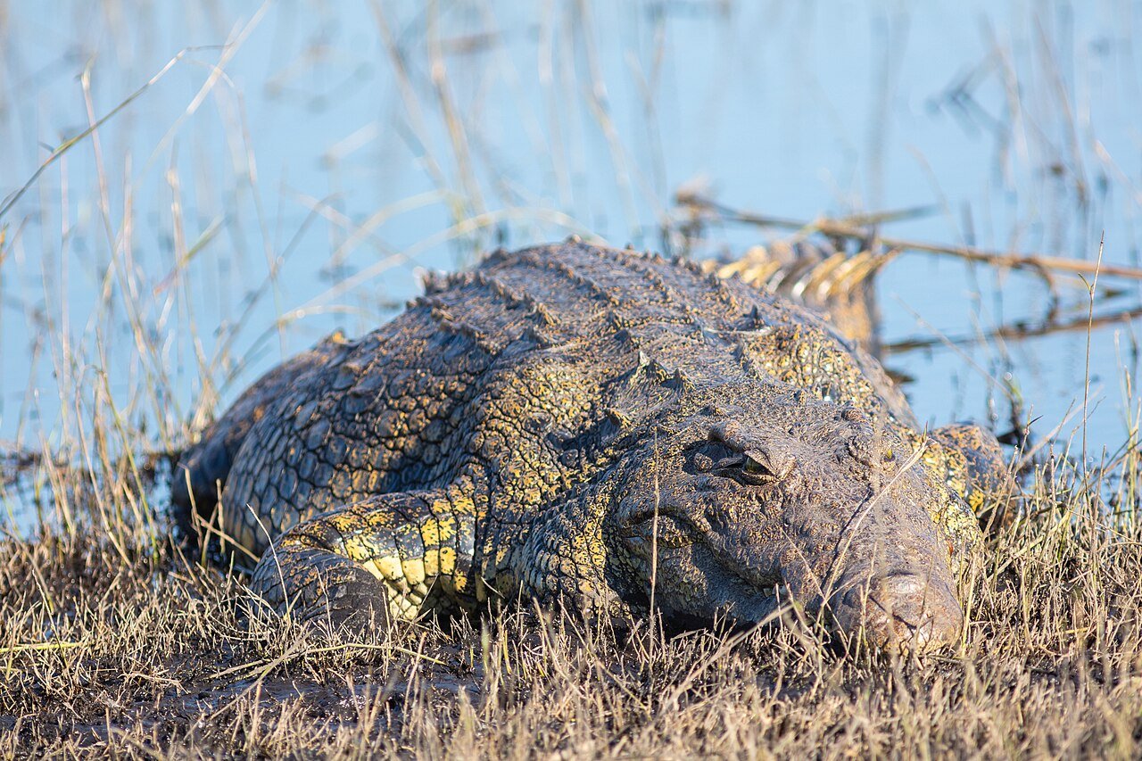 Cocodrilo del Nilo (Crocodylus niloticus)